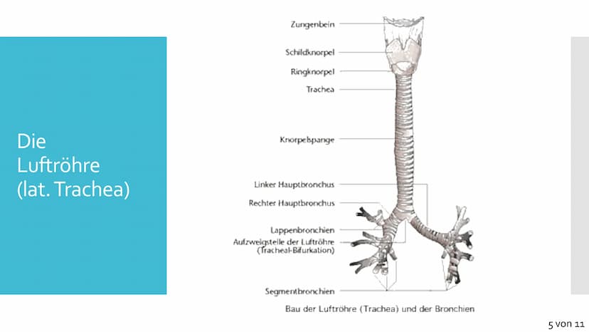 Atmungssystem
Anatomie &
Physiologie Gliederung
1. Anatomie
• Obere und untere Atemwege
●
Nase
●
●
Rachen
• Kehlkopf
●
Luftröhre
• Bronchien