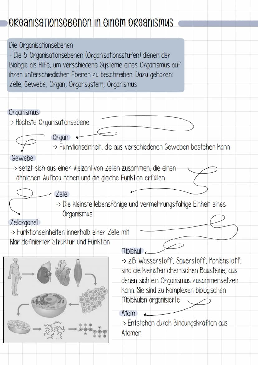kennzeichen von Lebewesen
Körpergestalt und Wachstum
- unverwechselbare Gestalt
- Lebewesen wachsen
२
2. Bewegung aus eigener Kraft
- Bewegu