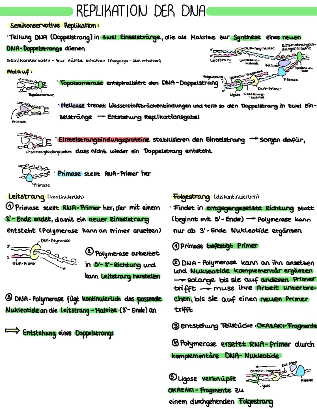 Replikation der DNA