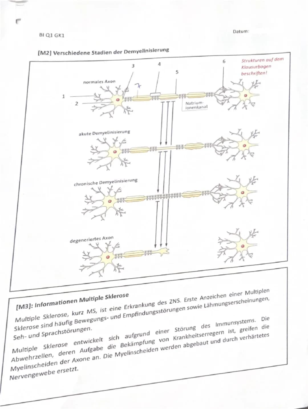 BI Q1 GK1
Biologie Klausur Nr. 1
Name:
Datum:
Hinweise zur Klausur:
135 Minuten Bearbeitungszeit
- Schreiben Sie auf Klausurbögen und lassen