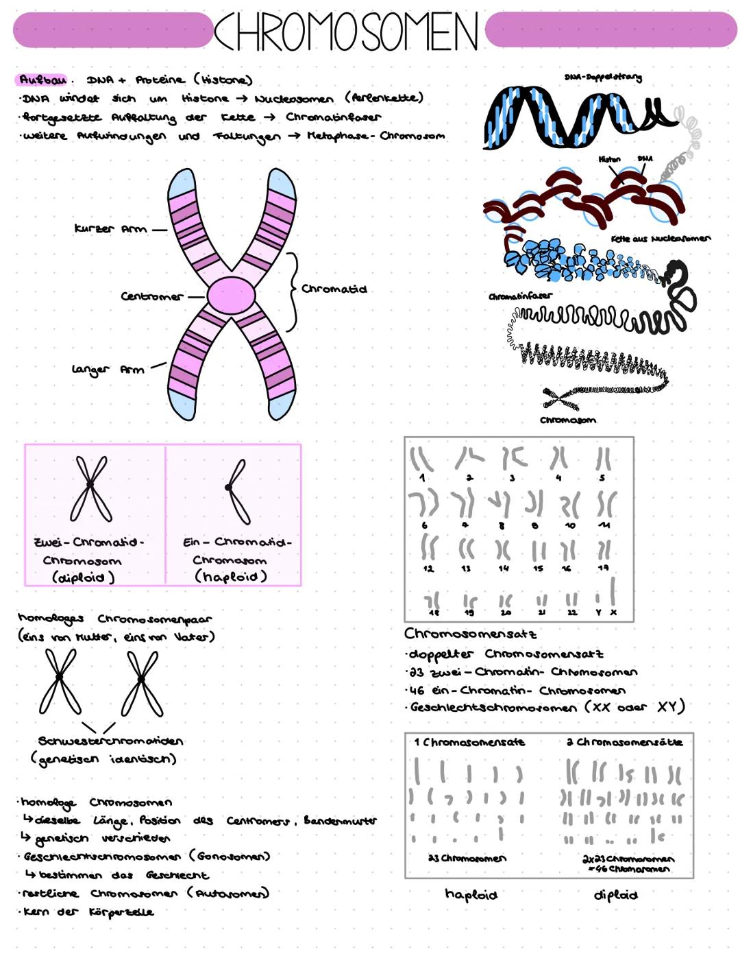 Chromosomen 