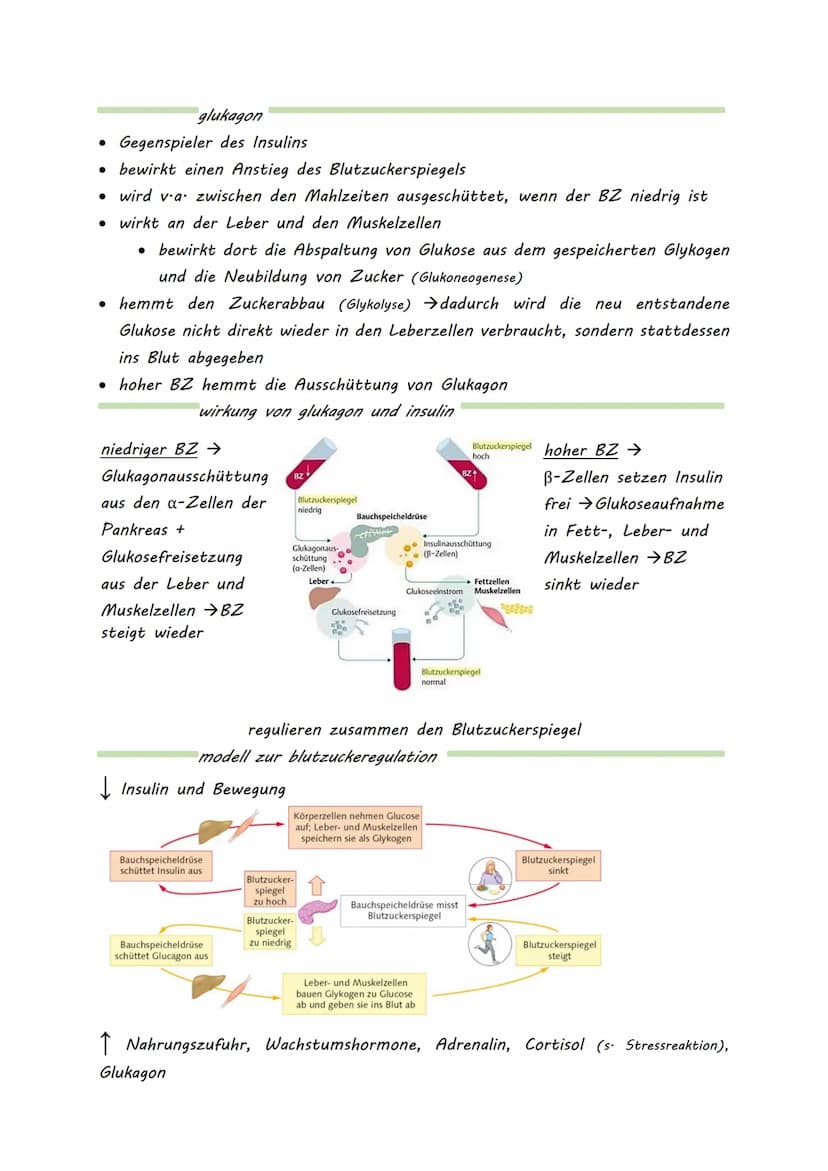 DIABETES MELLITUS
- honigsüßer Durchfluss -
= meist eine Stoffwechselerkrankung, mit erhöhtem Blutzuckerspiegel
(Hyperglykämie)
• beruht auf
