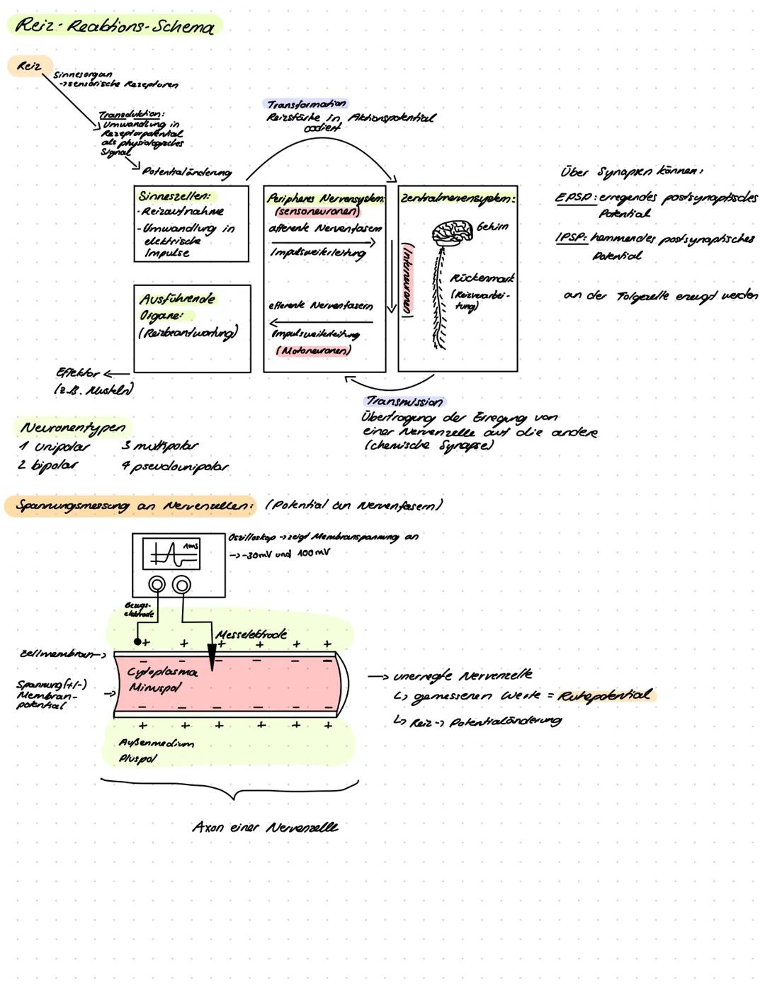 BIOLOGIE
Lernzettel
Beginn: Montag 24.10.2022 Biologie LernzeHel Vorabi
Thema 1: Genetik
Verschiedene Formen der Genetik
Klassische Kreuzung