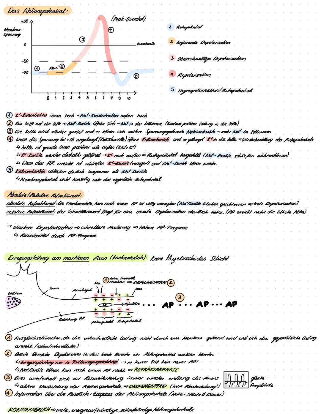 BIOLOGIE
Lernzettel
Beginn: Montag 24.10.2022 Biologie LernzeHel Vorabi
Thema 1: Genetik
Verschiedene Formen der Genetik
Klassische Kreuzung