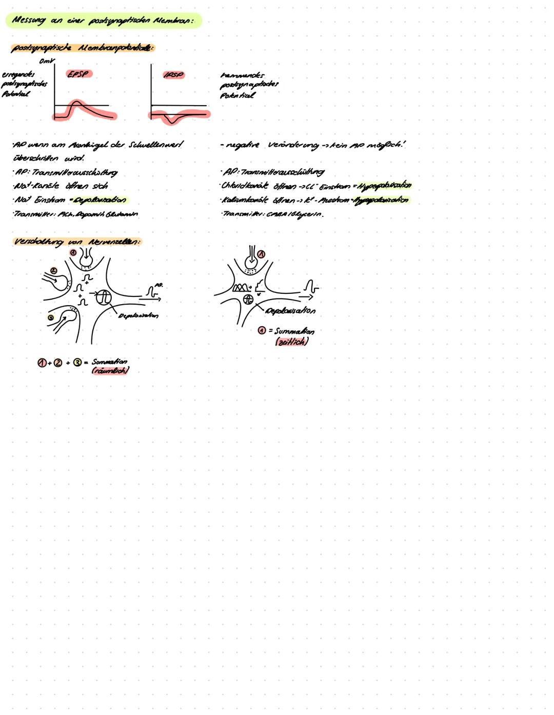 BIOLOGIE
Lernzettel
Beginn: Montag 24.10.2022 Biologie LernzeHel Vorabi
Thema 1: Genetik
Verschiedene Formen der Genetik
Klassische Kreuzung