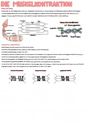 Know Muskelkontraktion  thumbnail