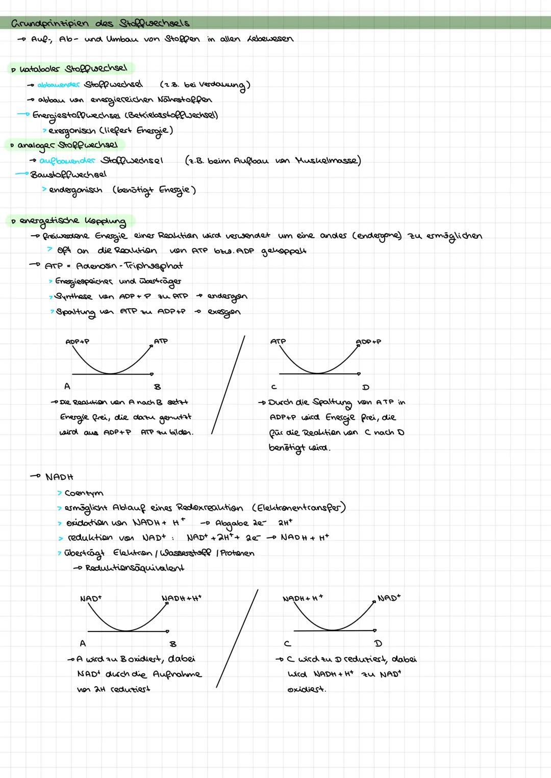 # Grundprinzipien des Stoffwechsels

Auf Ab- und Umbau von Stoffen in allen Lebewesen

▷ kataboles Stoffwechsel

abbauender Stoffwechsel (2.