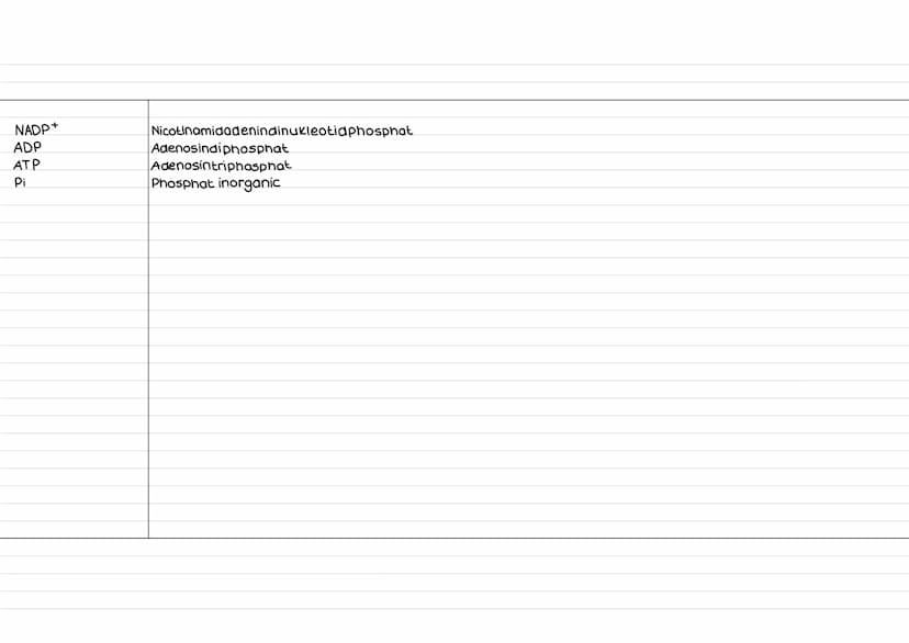 -Vorraussetzung für die
Dunkelreaktion, da dafür notwendige
Stoffe (NADP+ & ADP) produziert werden
-Zudem entstent in der Phase Sauerstoff,
