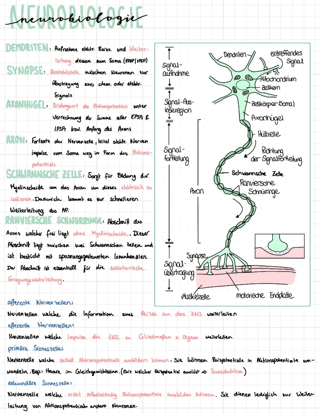 Neurobiologie/Nervenzelle