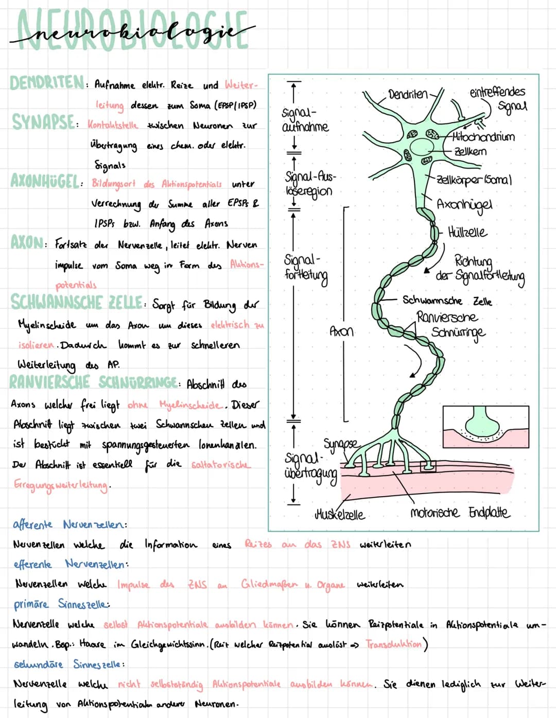 Ineurobiologie
DENDRITEN: Aufnahme elektr. Reize und Weiter-
leitung dessen zum Soma (EPSP/IPSP)
SYNAPSE: Kontaktstelle zwischen Neuronen zu
