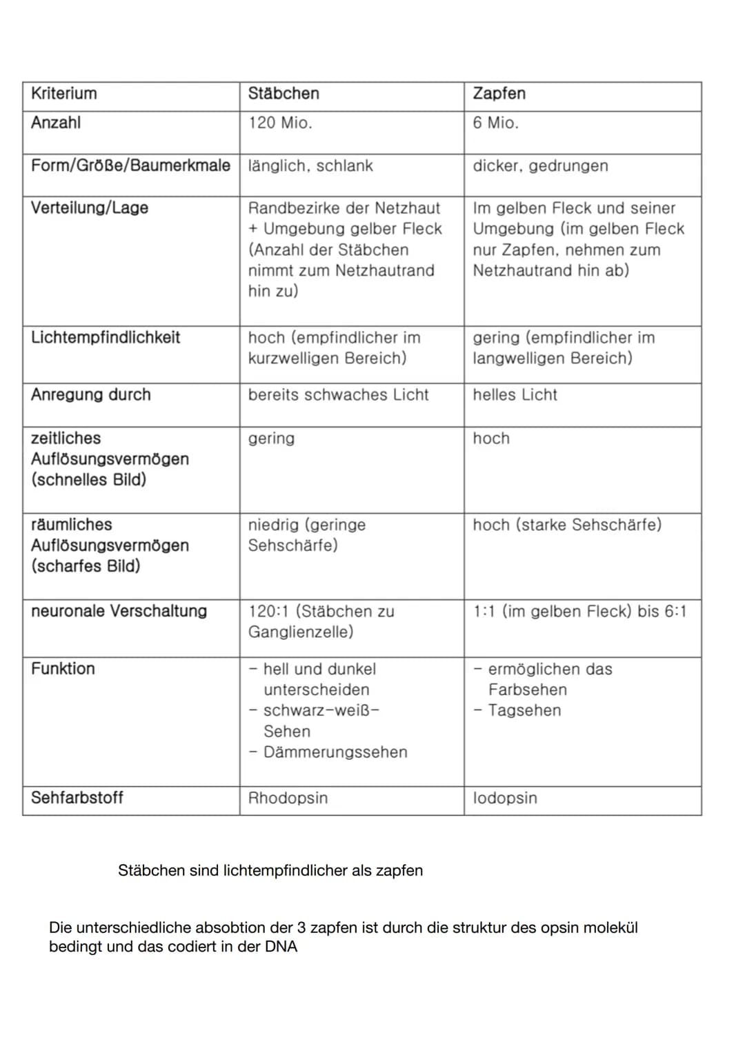 Kriterium
Anzahl
Form/Größe/Baumerkmale länglich, schlank
Verteilung/Lage
Lichtempfindlichkeit
Anregung durch
zeitliches
Auflösungsvermögen
