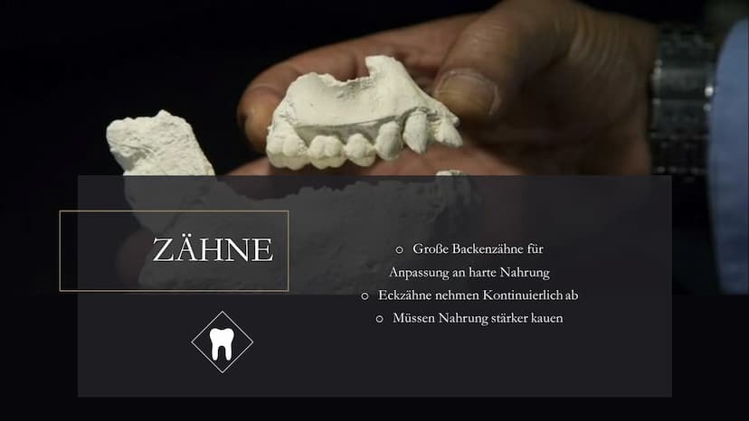 
<h2 id="dieentwicklungdesmenschenindergeschichtederklasse5">Die Entwicklung des Menschen in der Geschichte der Klasse 5</h2>
<p>Die menschl