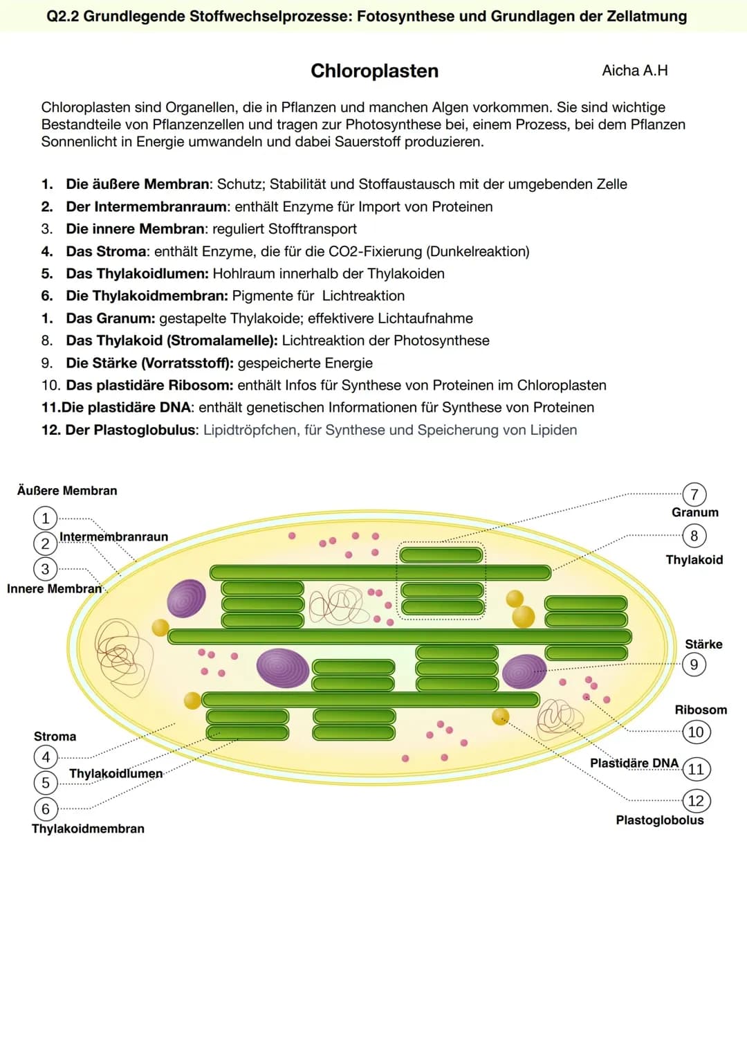 Chloroplasten 
