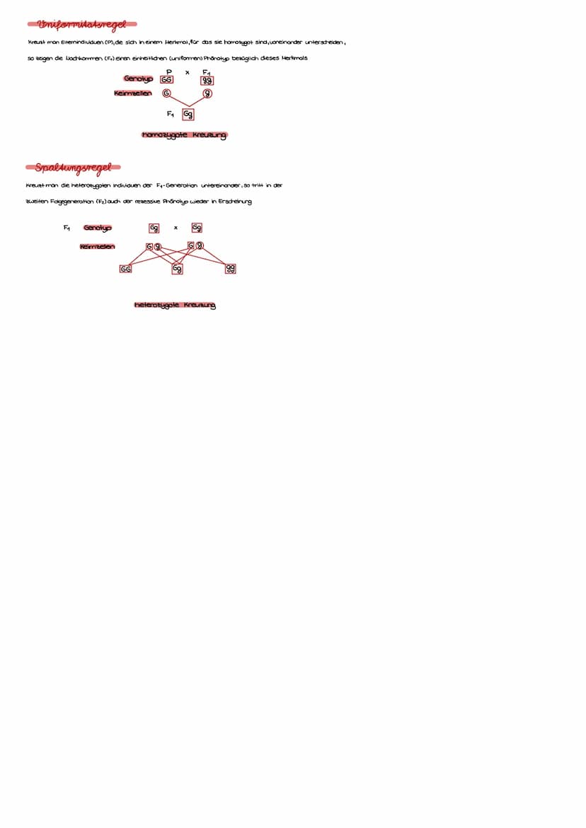Allele
Regeln der Vererbung
*Körperzellen der Kaninchen haben zwei Chromosomenonsätze
beide Chromosomen gleichen Typs (homologe ohromasamen)