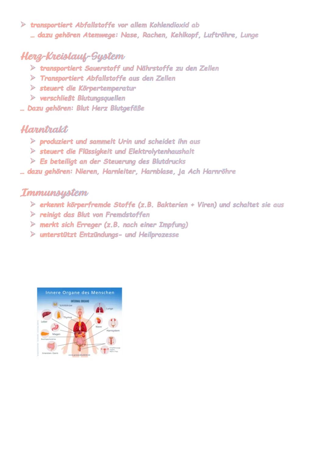 Organsystem des menschlichen Körpers
Hormonsystem
> regelt fasst alle Aktivitäten des Körpers durch die Verteilung der Hormone über
das Blut