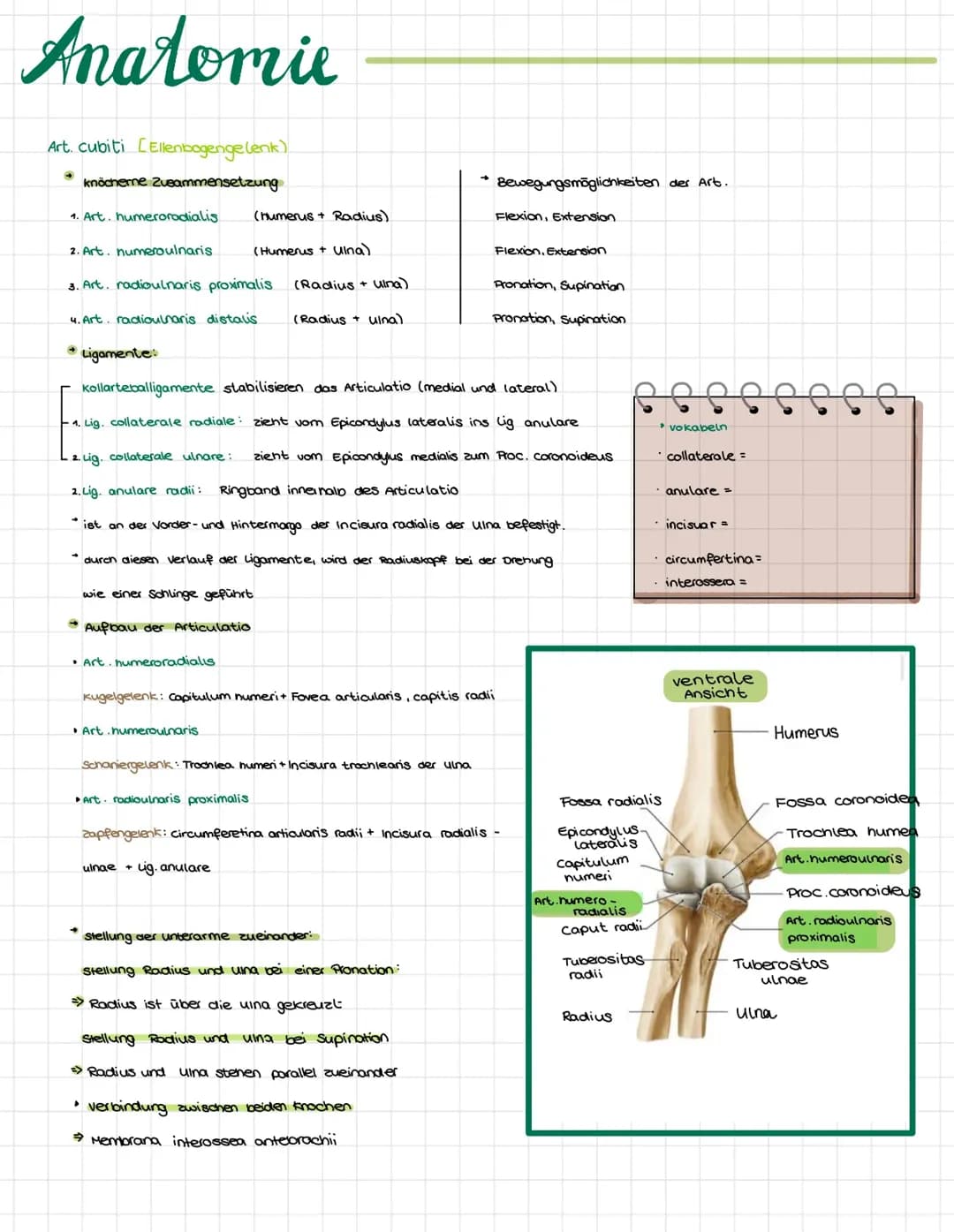 Anatomie des Articulatio cubiti (Ellenbogengelenk)  - Anatomie Fach - Ausbildung Ergotherapie oder Physiotherapie