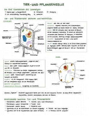 Know Tier- und Pflanzenzelle, Biomembran, Diffusion & Osmose thumbnail