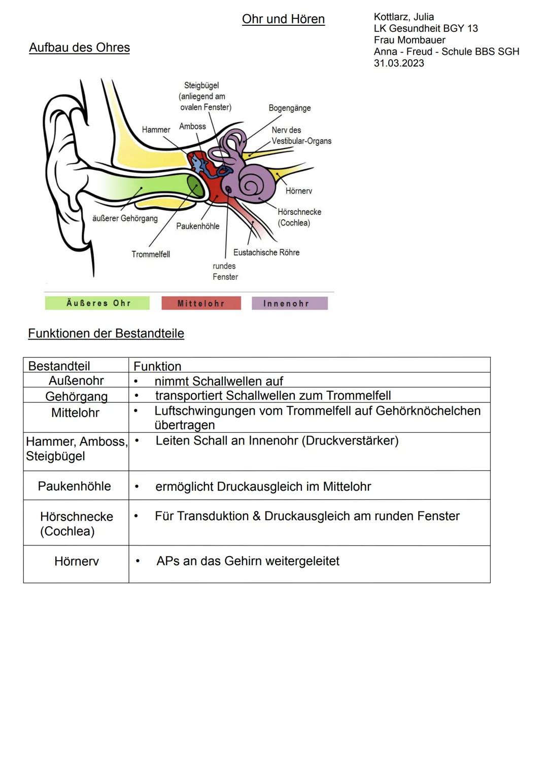 Handout/Lernzettel Ohr 