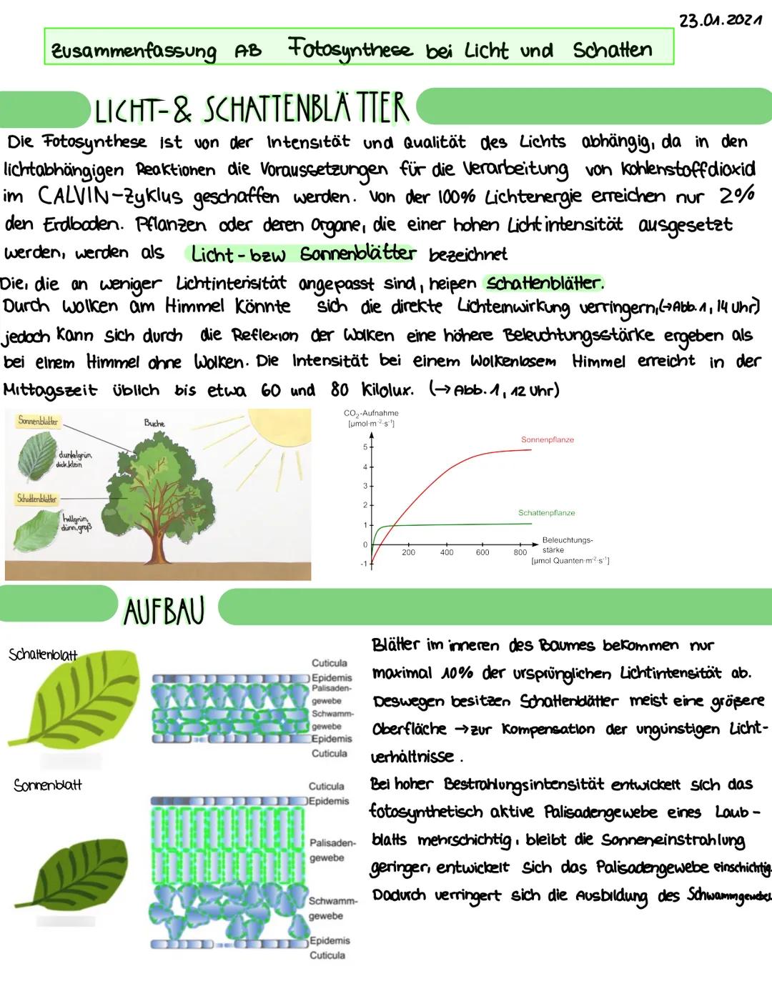 Zusammenfassung AB Fotosynthese bei Licht und Schatten
LICHT-& SCHATTENBLÄTTER
Die Fotosynthese ist von der Intensität und Qualität des Lich