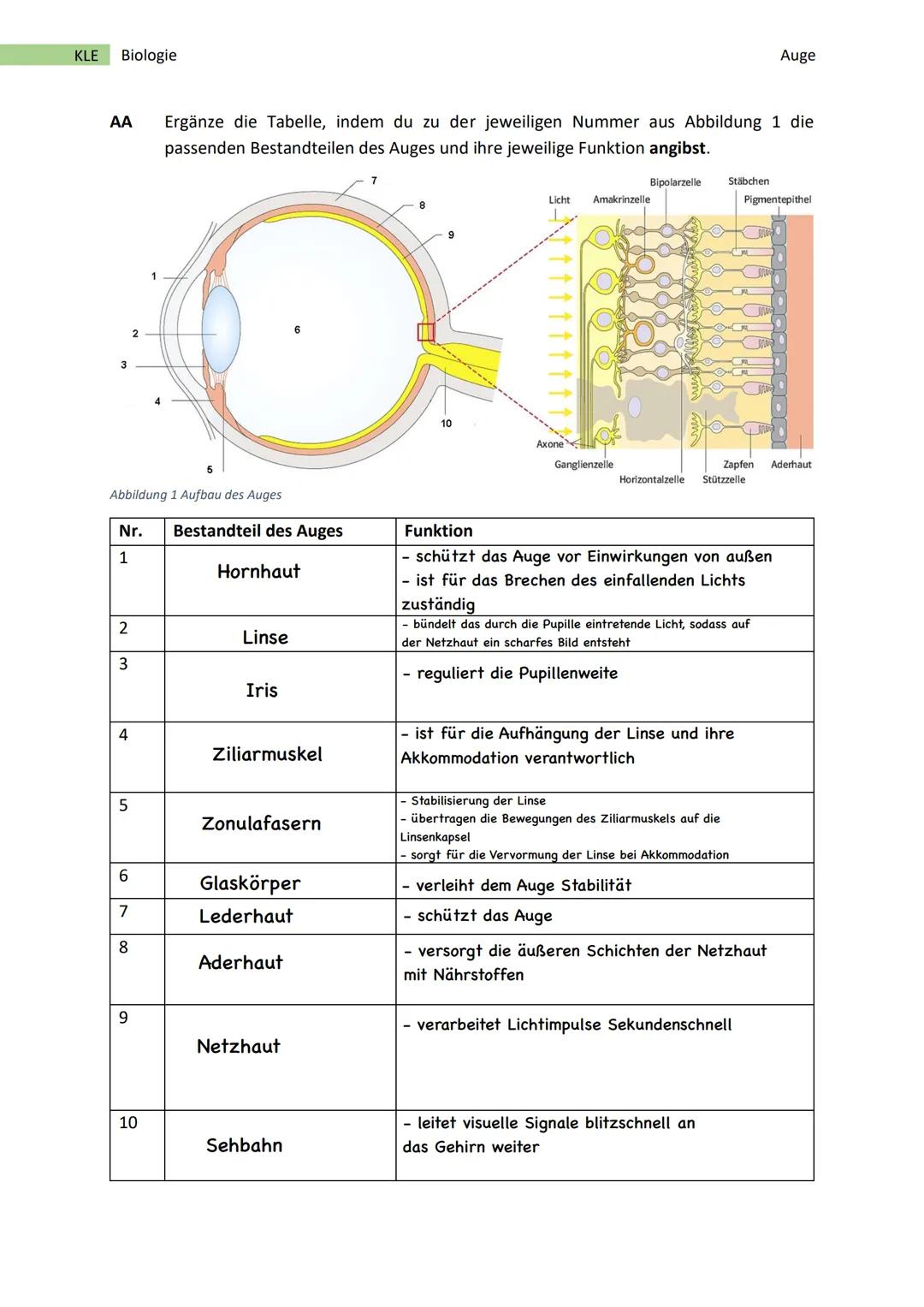 KLE Biologie
AA Ergänze die Tabelle, indem du zu der jeweiligen Nummer aus Abbildung 1 die
passenden Bestandteilen des Auges und ihre jeweil