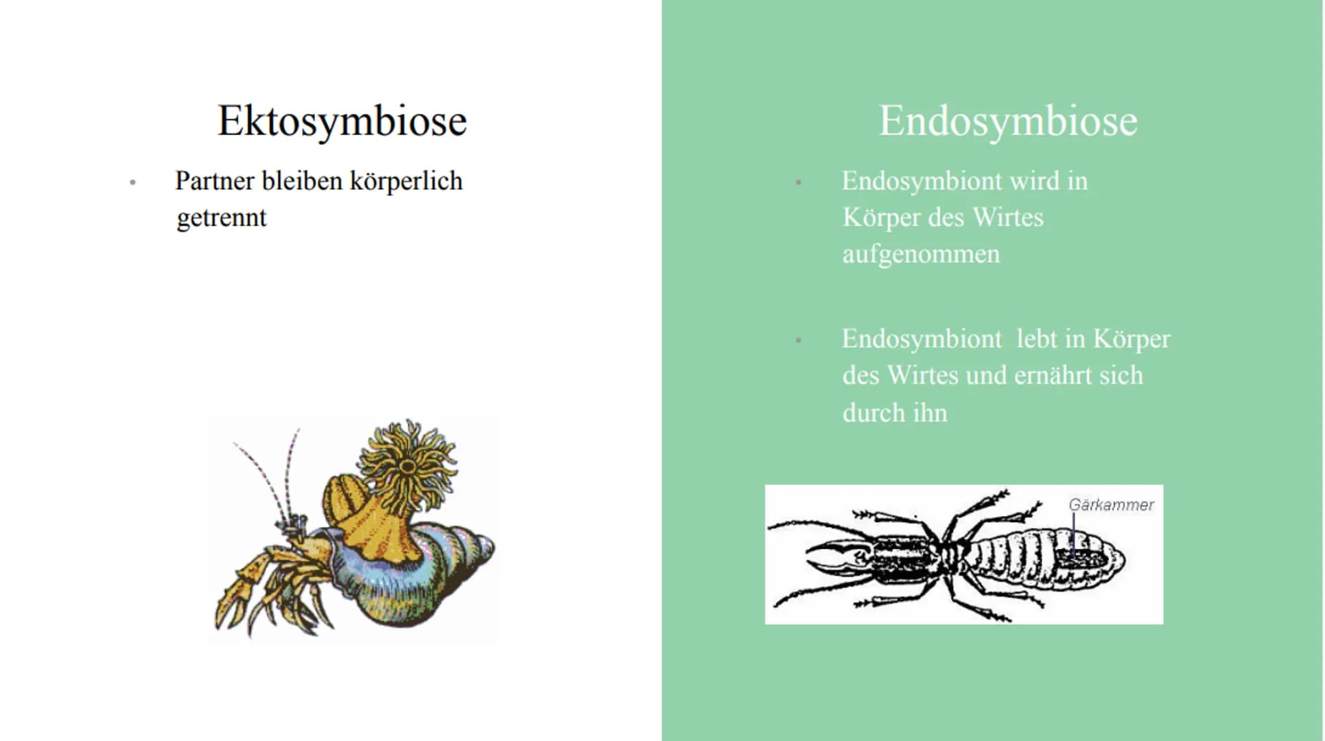 Symbiose Definition:
Die Symbiose ist eine Wechselbeziehung
zwischen artverschiedenen Organismen
voneinander sind.
die
Beide Partner ziehen 