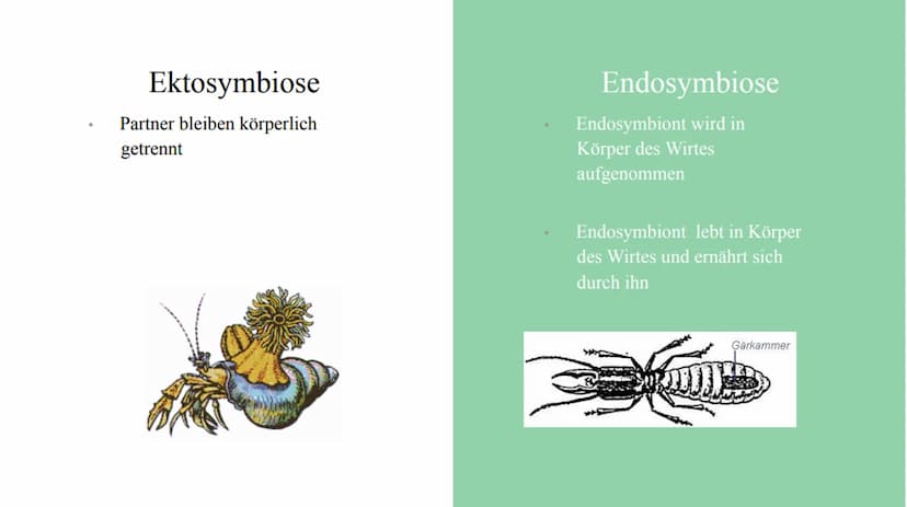 Symbiose Definition:
Die Symbiose ist eine Wechselbeziehung
zwischen artverschiedenen Organismen
voneinander sind.
die
Beide Partner ziehen 