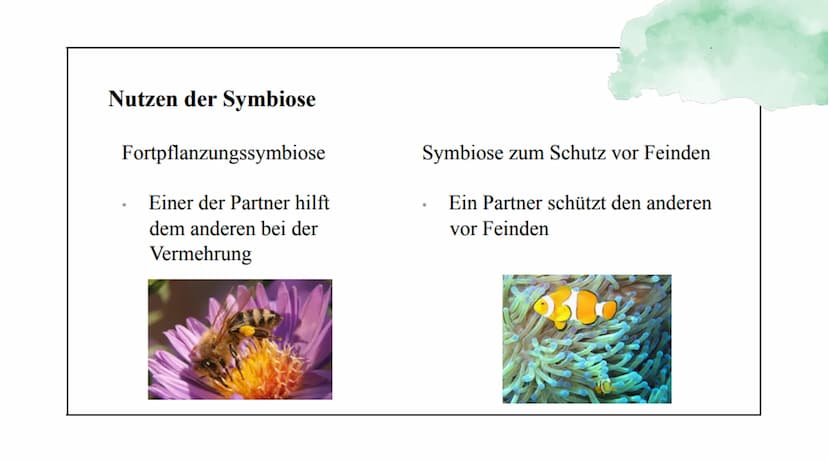 Symbiose Definition:
Die Symbiose ist eine Wechselbeziehung
zwischen artverschiedenen Organismen
voneinander sind.
die
Beide Partner ziehen 
