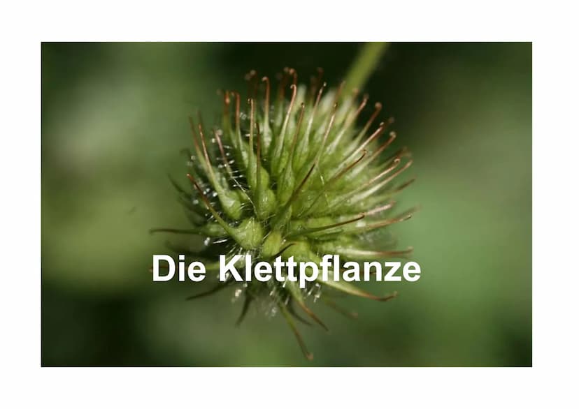  NWT
1. Die Klettpflanze in der Biologie
Wachsen in Waldsteppen/Wäldern, an Wegrändern, Flüssen
2. Das Klettprinzip in der Biologie
●
3. Das