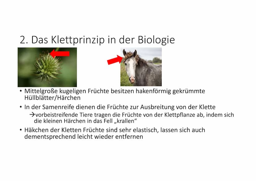  NWT
1. Die Klettpflanze in der Biologie
Wachsen in Waldsteppen/Wäldern, an Wegrändern, Flüssen
2. Das Klettprinzip in der Biologie
●
3. Das