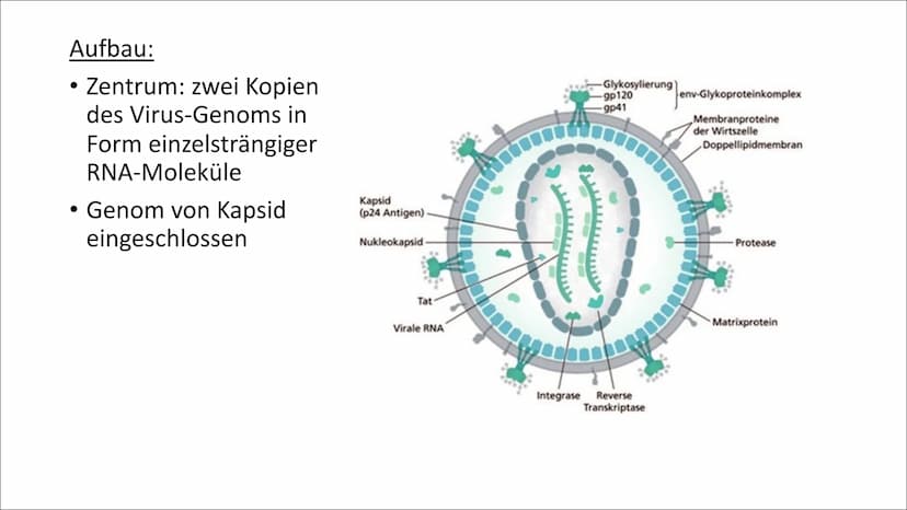 AIDS
& Gliederung:
1. Definition
2. Das HI-Virus
2.1 Allgemeines
2.2 Entdeckung
2.3 Wie schwächt es das Immunsystem?
2.4 HIV Typ 1 und 2
Ver