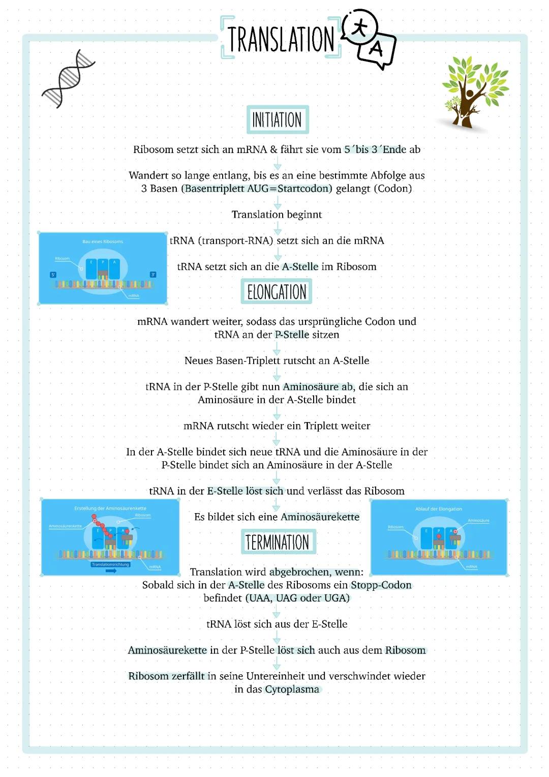 Translation