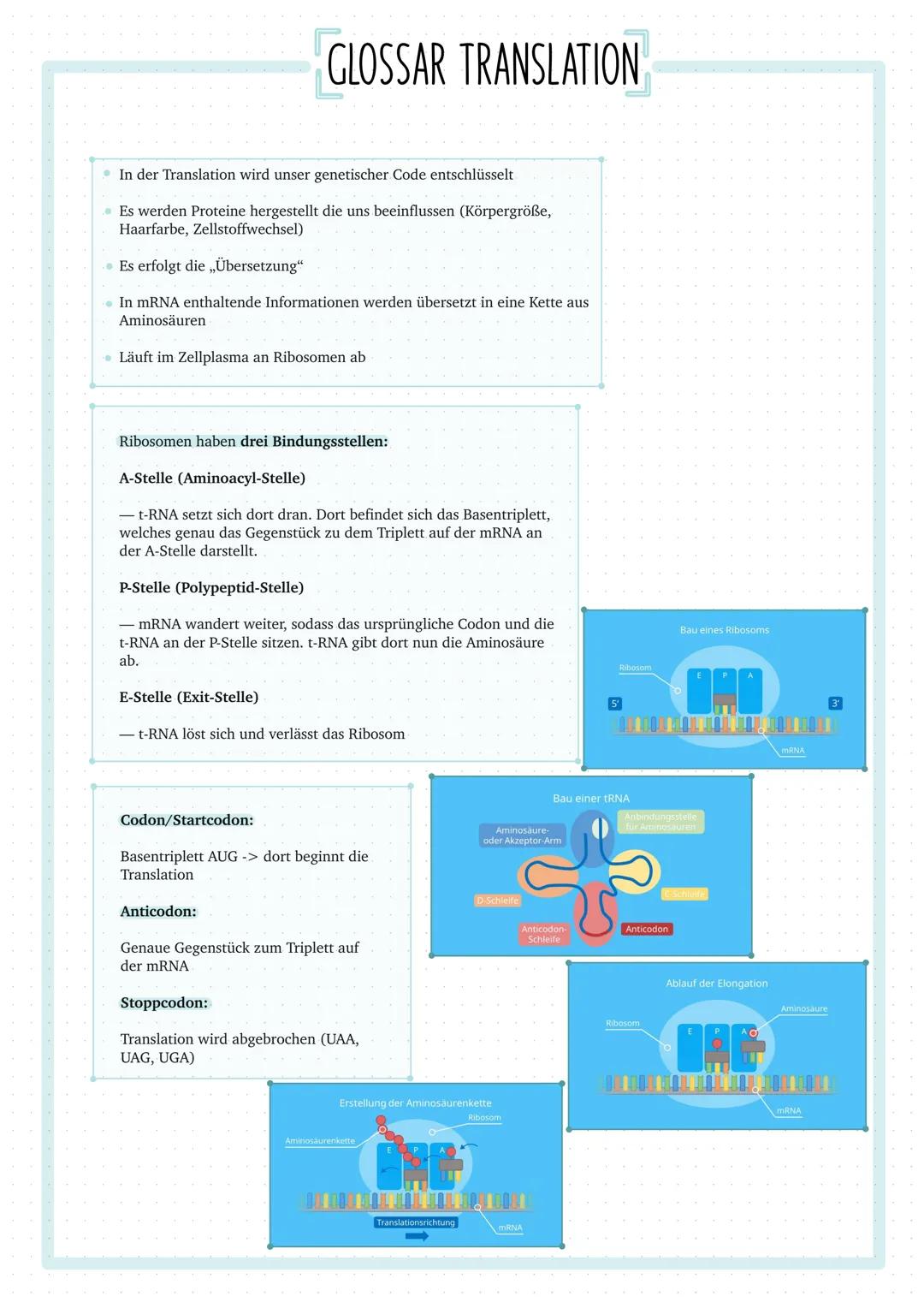 Bau eines Ribosoms
Aminosäurenkette
AD
IT HAL LAI JAUNUM
Ribosom setzt sich an mRNA & fährt sie vom 5'bis 3'Ende ab
Wandert so lange entlang