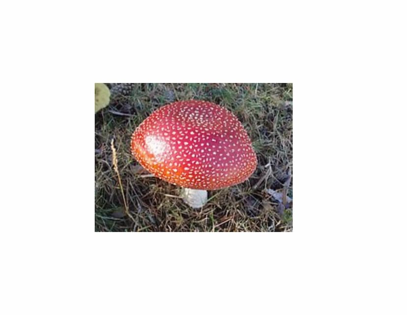 Tarnung und Warnung
Mimikry und Mimese Tarnung
Krypsis
●
●
Vorgang oder Zustand—> irreführende Signale an ein anderes Lebewesen zu
senden
Ir