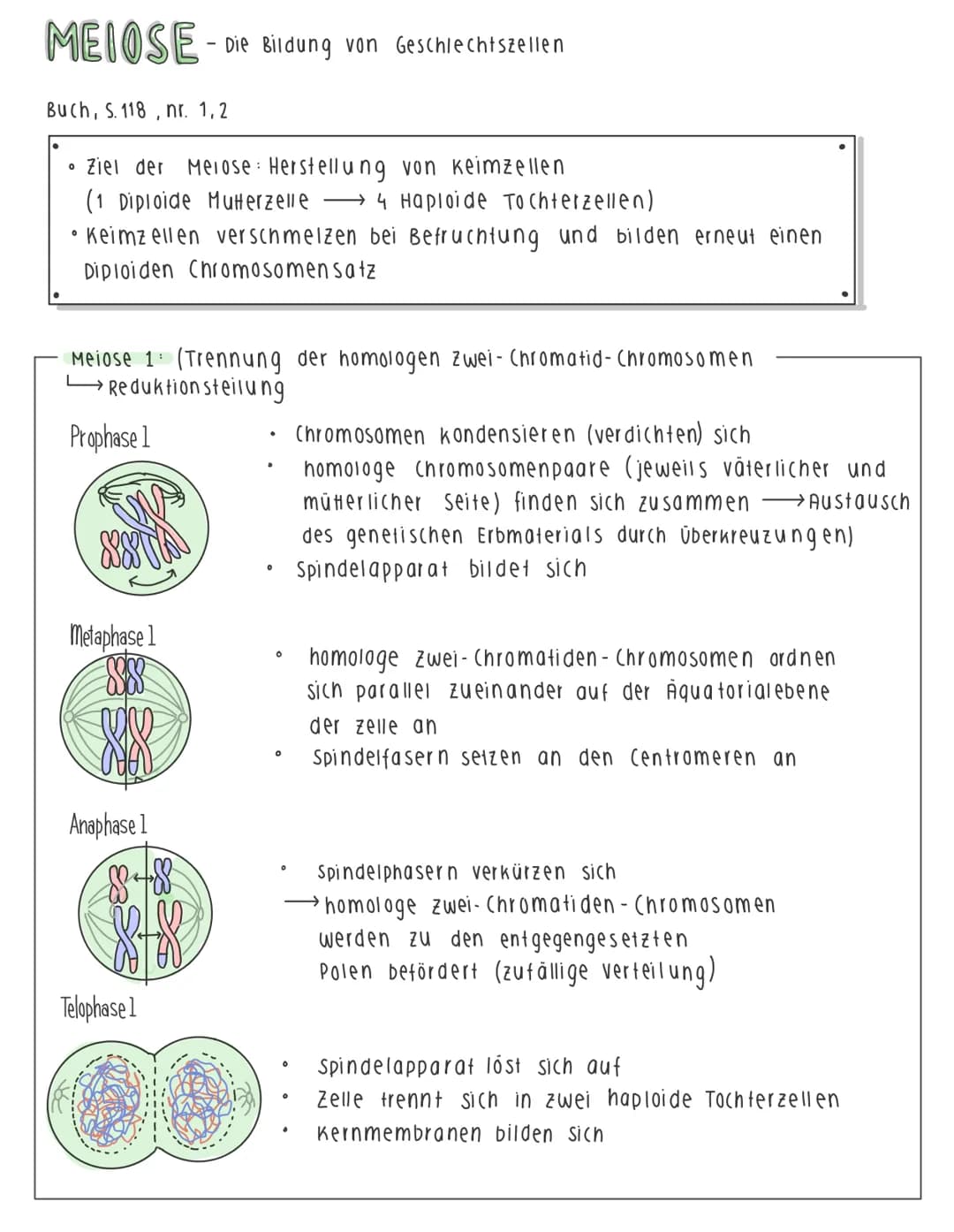 MEIOSE - Die Bildung von Geschlechtszellen
Buch, S. 118, nr. 1,2
• Ziel der Merose: Herstellung von keimzellen
(1 Diploide Mutterzelle 4 Hap