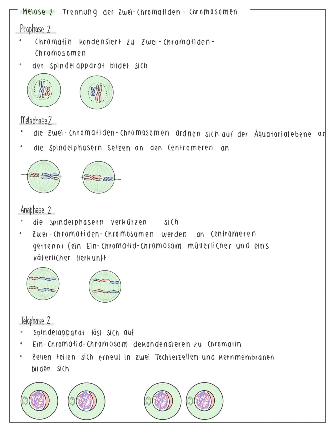 MEIOSE - Die Bildung von Geschlechtszellen
Buch, S. 118, nr. 1,2
• Ziel der Merose: Herstellung von keimzellen
(1 Diploide Mutterzelle 4 Hap