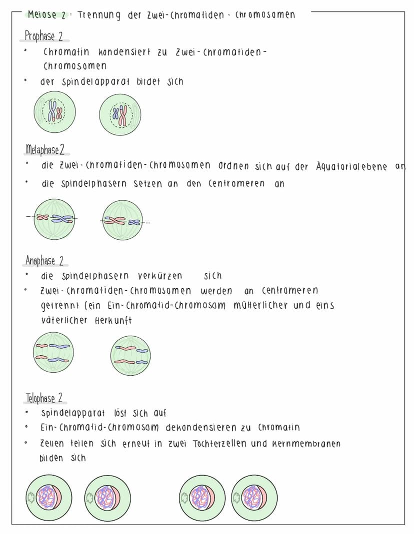 MEIOSE - Die Bildung von Geschlechtszellen
Buch, S. 118, nr. 1,2
• Ziel der Merose: Herstellung von keimzellen
(1 Diploide Mutterzelle 4 Hap