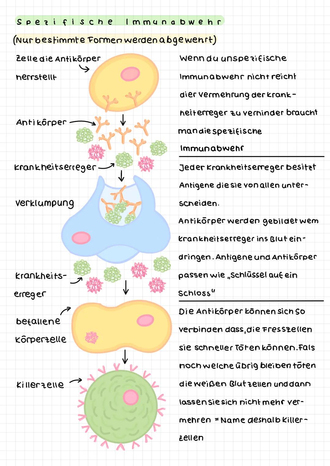 Spezifische Immunabwehr
(Nur bestimmte Formen werden abgewenst)
Zelle die Antikörper
herrstellt
Antikörper
krankheitserreger-
verklumpung
kr