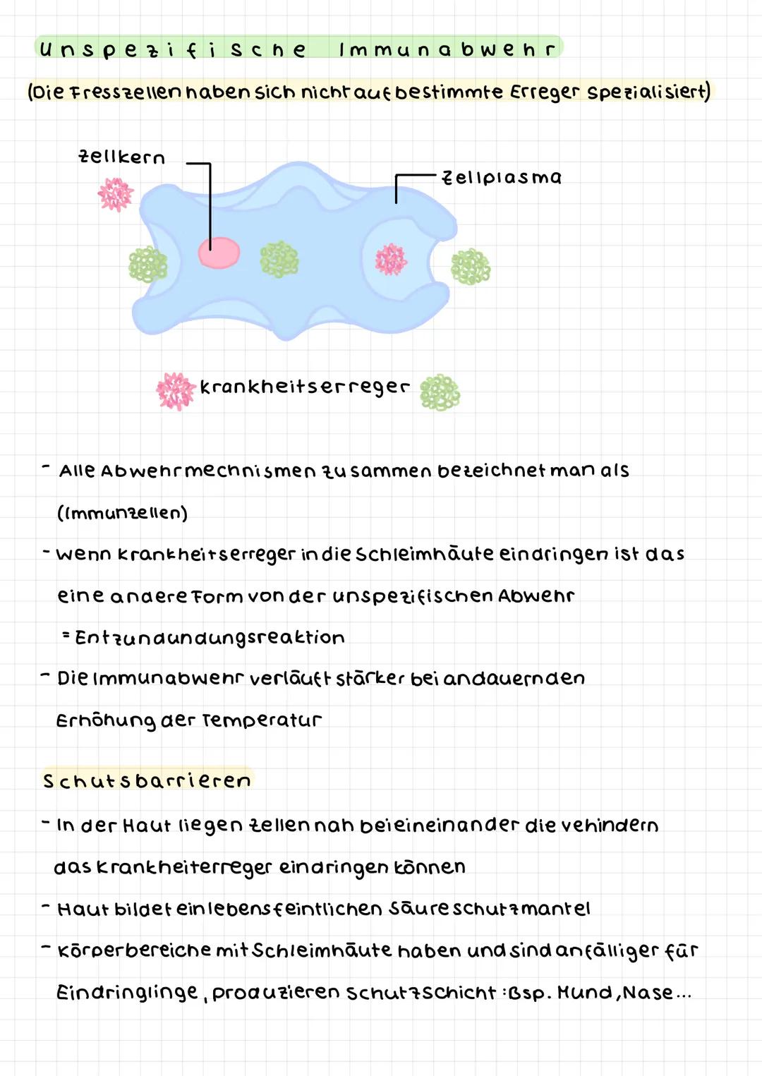 Spezifische Immunabwehr
(Nur bestimmte Formen werden abgewenst)
Zelle die Antikörper
herrstellt
Antikörper
krankheitserreger-
verklumpung
kr
