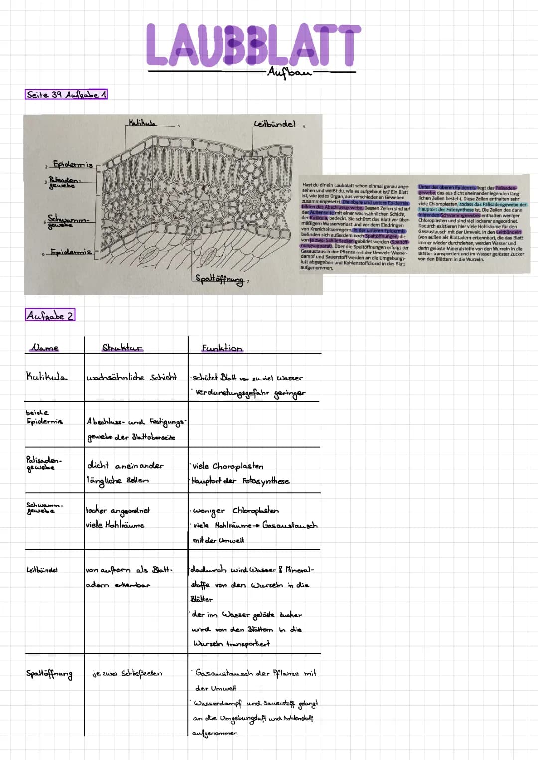 Laubblatt