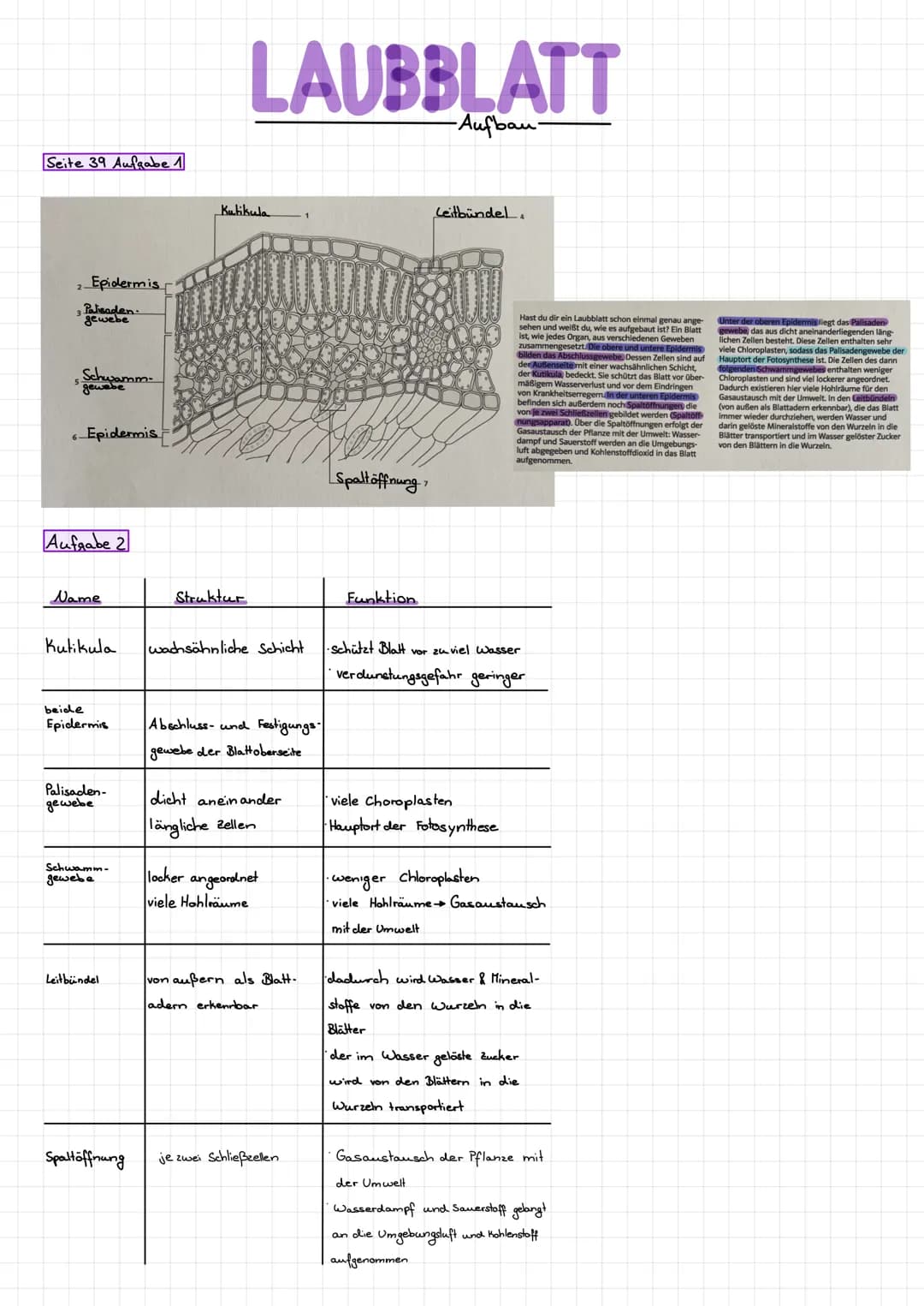 Seite 39 Aufgabe 1
2-
Epidermis
3 Palisaden.
gewebe
5
Schwamm
gewebe
Epidermis
Aufgabe 2
Name
Kutikula
beide
Epidermis
Palisaden-
gewebe
Sch