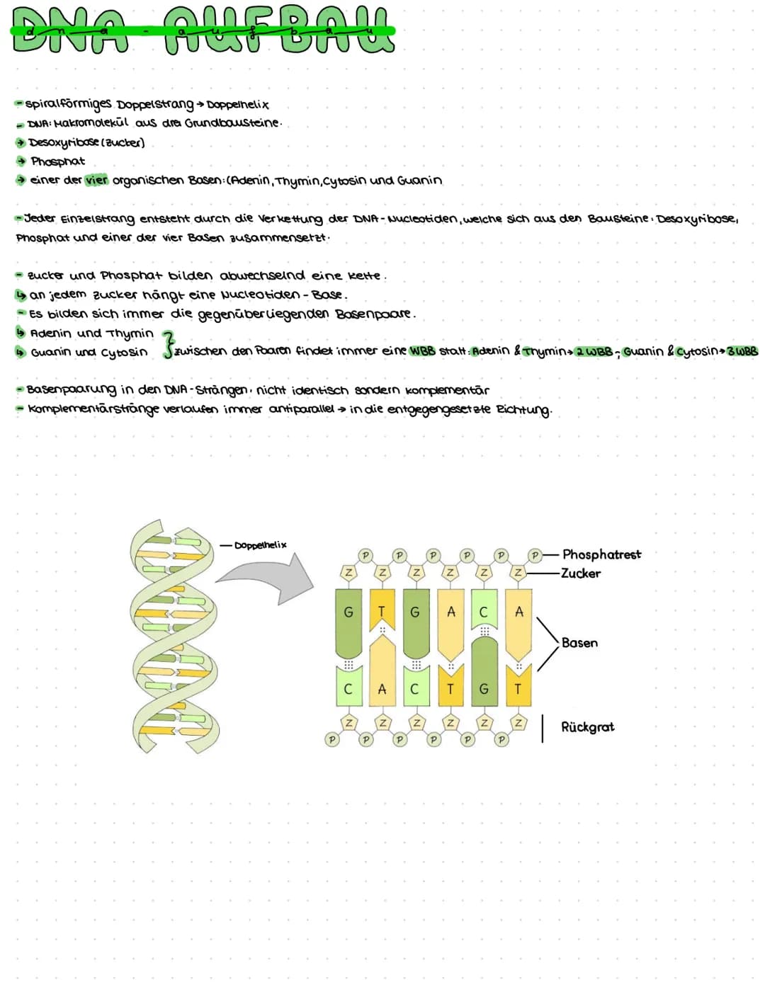 DNA AUFBAU
spiralförmiges Doppelstrang→ Doppelhelix
-DNA: Makromolekul aus drei Grundbausteine.
Desoxyribose (Zucker)
→Phosphat
→ einer der 