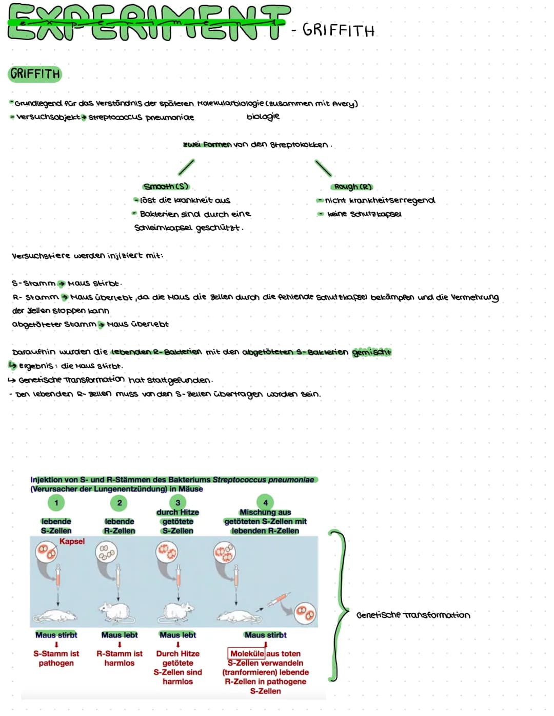 DNA AUFBAU
spiralförmiges Doppelstrang→ Doppelhelix
-DNA: Makromolekul aus drei Grundbausteine.
Desoxyribose (Zucker)
→Phosphat
→ einer der 