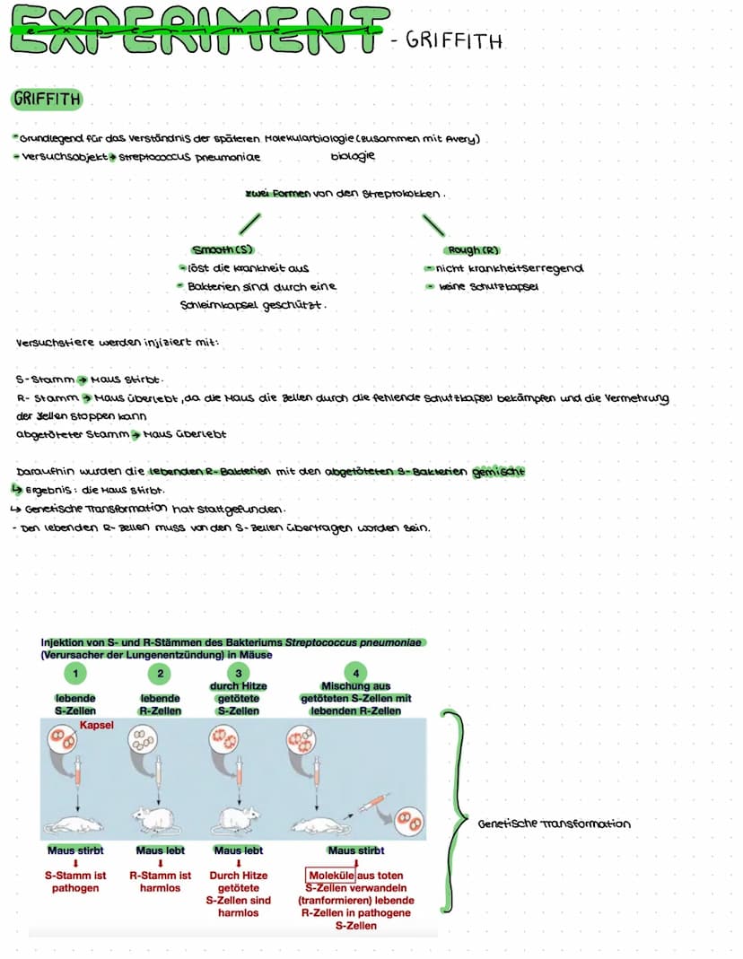 DNA AUFBAU
spiralförmiges Doppelstrang→ Doppelhelix
-DNA: Makromolekul aus drei Grundbausteine.
Desoxyribose (Zucker)
→Phosphat
→ einer der 