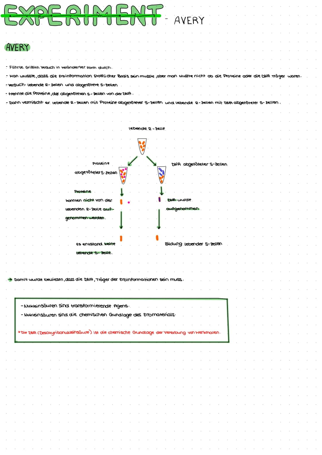 DNA AUFBAU
spiralförmiges Doppelstrang→ Doppelhelix
-DNA: Makromolekul aus drei Grundbausteine.
Desoxyribose (Zucker)
→Phosphat
→ einer der 