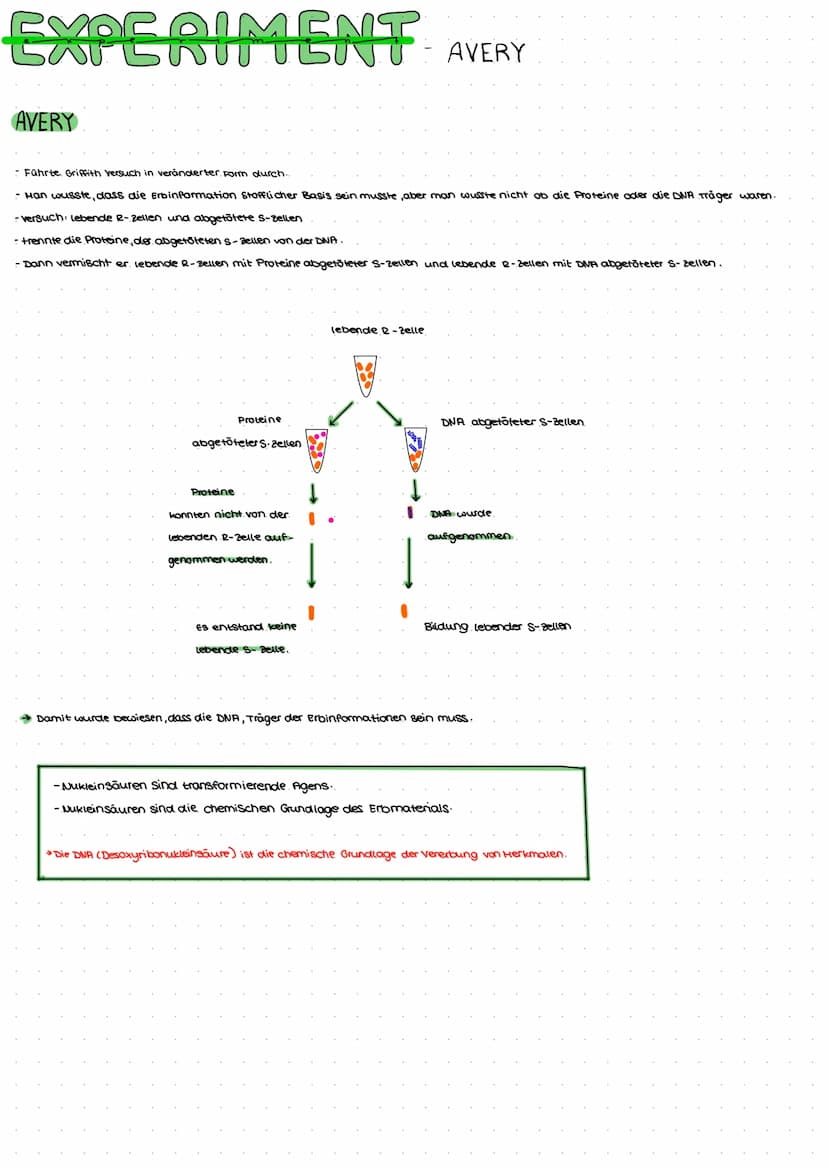 DNA AUFBAU
spiralförmiges Doppelstrang→ Doppelhelix
-DNA: Makromolekul aus drei Grundbausteine.
Desoxyribose (Zucker)
→Phosphat
→ einer der 