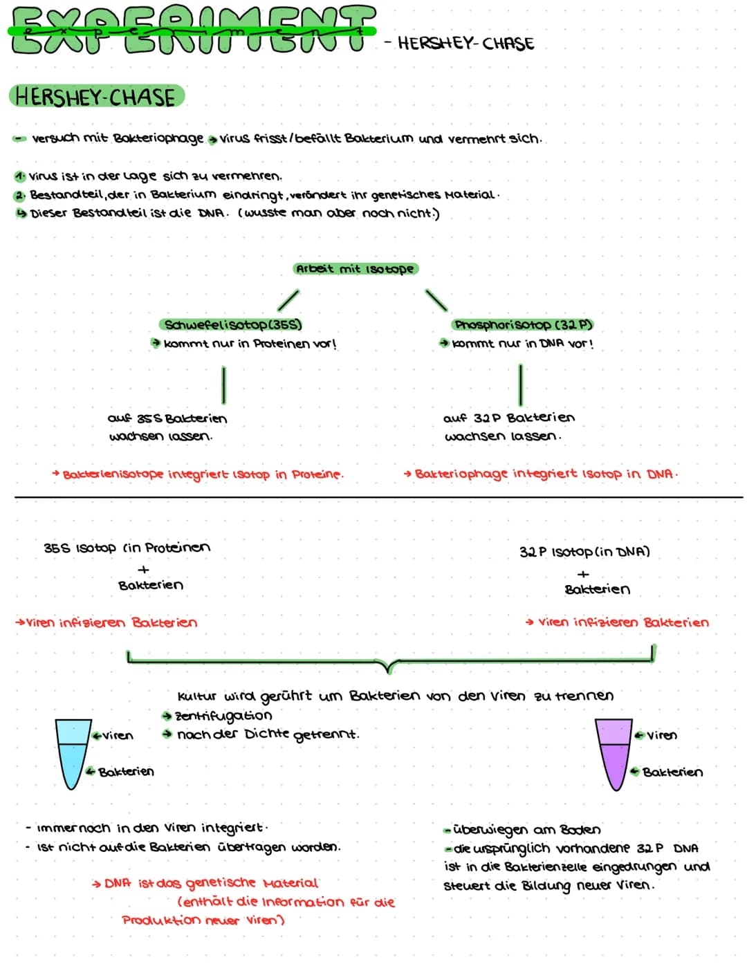 DNA AUFBAU
spiralförmiges Doppelstrang→ Doppelhelix
-DNA: Makromolekul aus drei Grundbausteine.
Desoxyribose (Zucker)
→Phosphat
→ einer der 