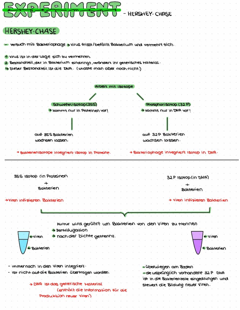 DNA AUFBAU
spiralförmiges Doppelstrang→ Doppelhelix
-DNA: Makromolekul aus drei Grundbausteine.
Desoxyribose (Zucker)
→Phosphat
→ einer der 