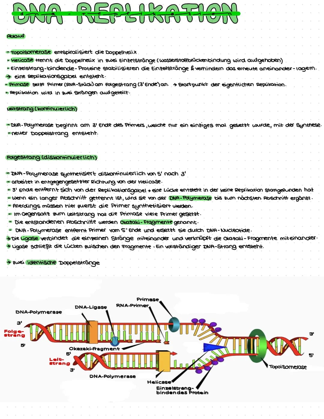 DNA AUFBAU
spiralförmiges Doppelstrang→ Doppelhelix
-DNA: Makromolekul aus drei Grundbausteine.
Desoxyribose (Zucker)
→Phosphat
→ einer der 