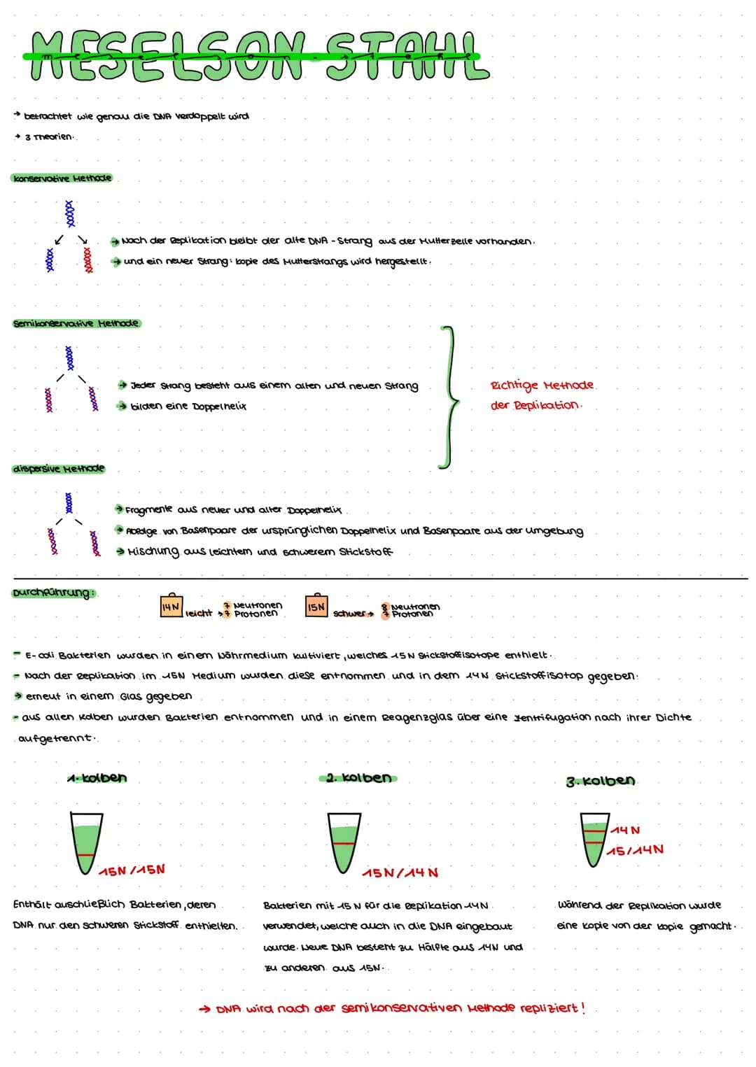 DNA AUFBAU
spiralförmiges Doppelstrang→ Doppelhelix
-DNA: Makromolekul aus drei Grundbausteine.
Desoxyribose (Zucker)
→Phosphat
→ einer der 