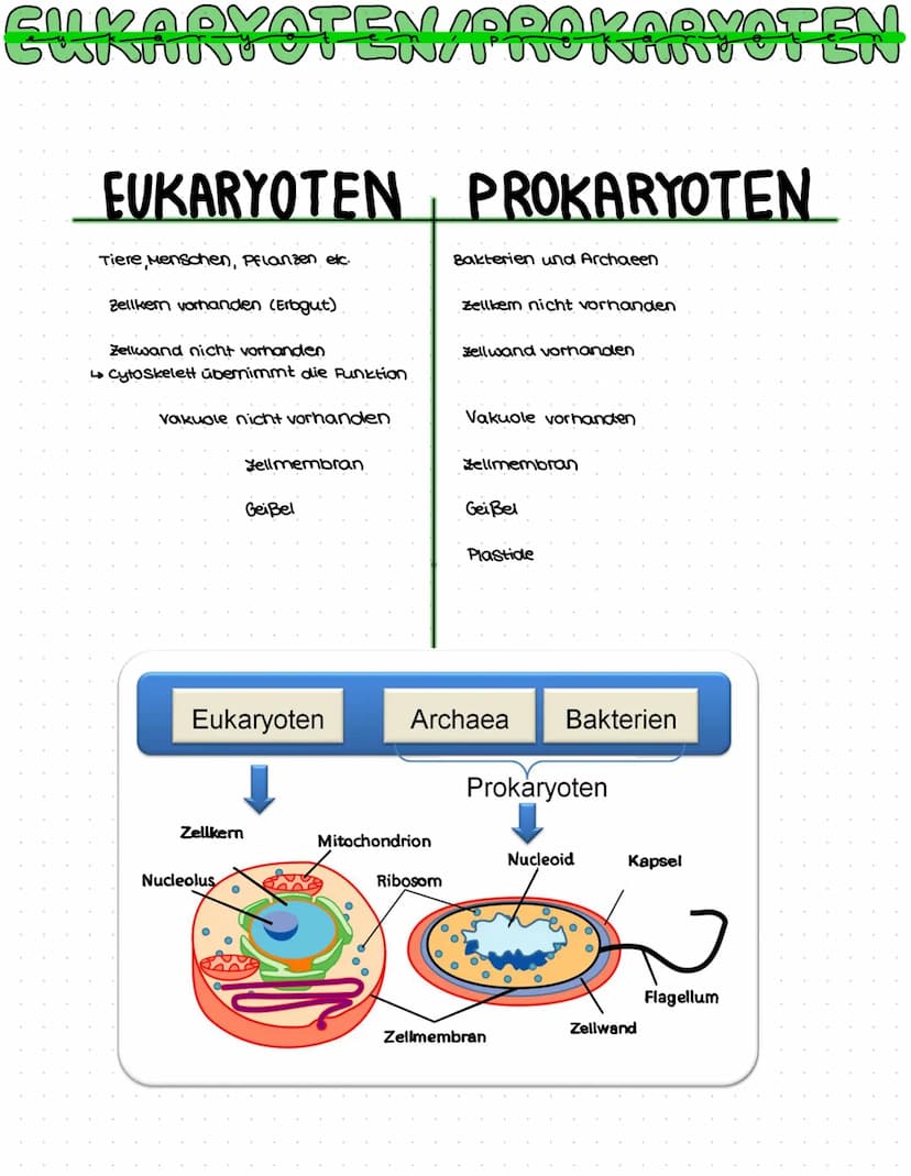 DNA AUFBAU
spiralförmiges Doppelstrang→ Doppelhelix
-DNA: Makromolekul aus drei Grundbausteine.
Desoxyribose (Zucker)
→Phosphat
→ einer der 